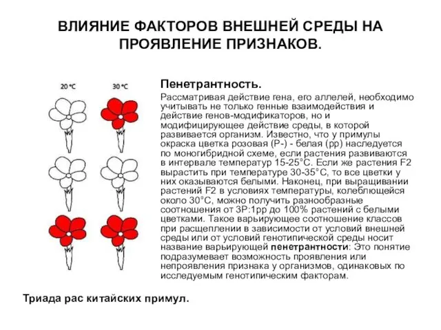 Пенетрантность. Рассматривая действие гена, его аллелей, необходимо учитывать не только генные