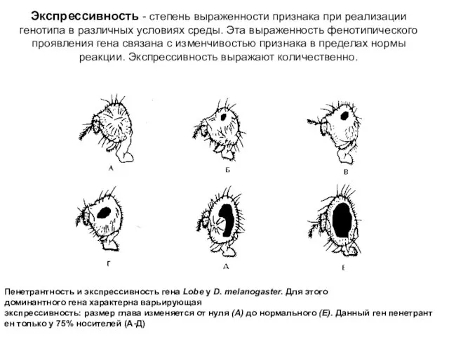 Экспрессивность - степень выраженности признака при реализации генотипа в различных условиях