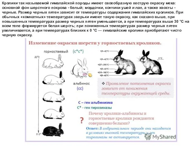 Кролики так называемой гималайской породы имеют своеобразную пеструю окраску меха: основной