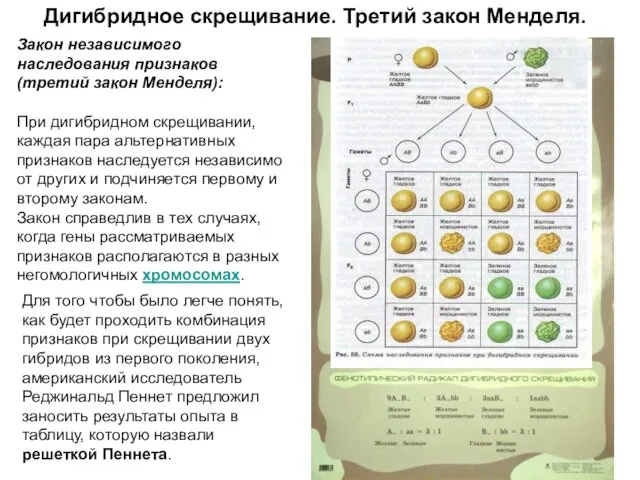 Дигибридное скрещивание. Третий закон Менделя. Закон независимого наследования признаков (третий закон