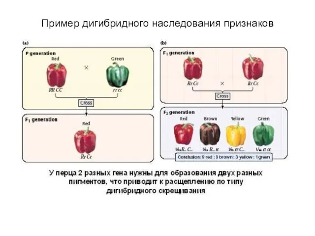 Пример дигибридного наследования признаков