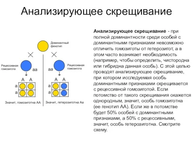 Анализирующее скрещивание Анализирующее скрещивание - при полной доминантности среди особей с