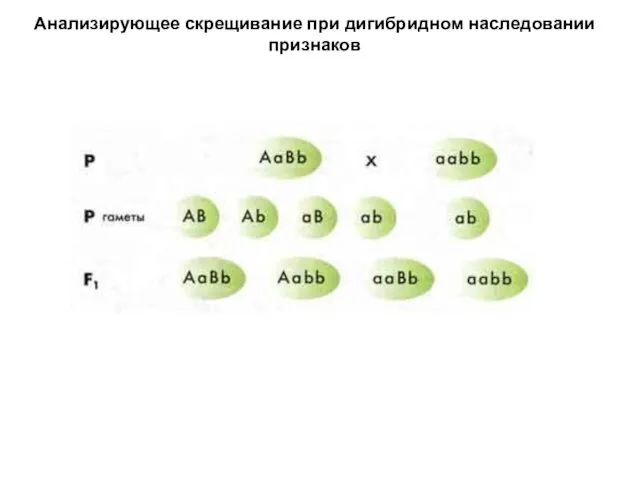 Анализирующее скрещивание при дигибридном наследовании признаков