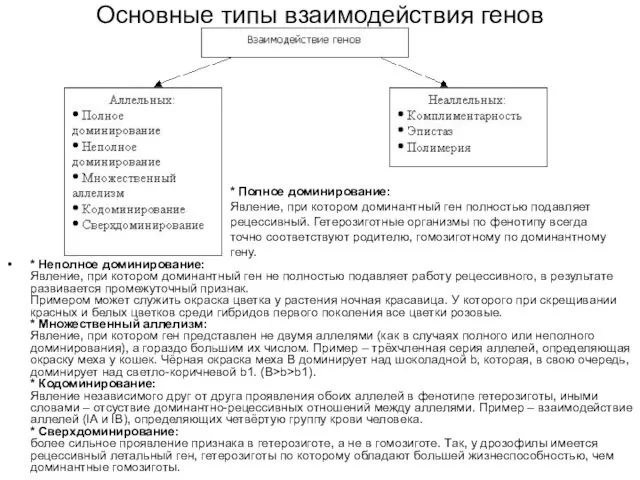 Основные типы взаимодействия генов * Неполное доминирование: Явление, при котором доминантный