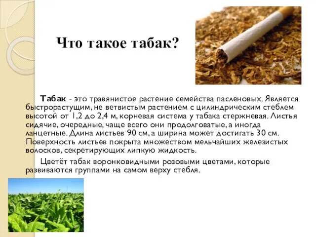 Что такое табак? Табак - это травянистое растение семейства пасленовых. Является