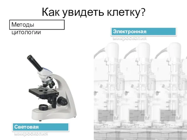 Как увидеть клетку? Методы цитологии Световая микроскопия Электронная микроскопия