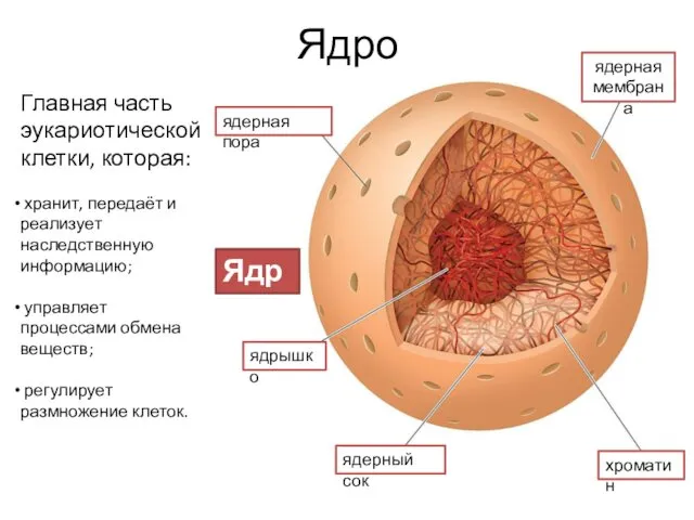 Ядро хроматин ядерная пора ядерная мембрана ядрышко ядерный сок Ядро Главная