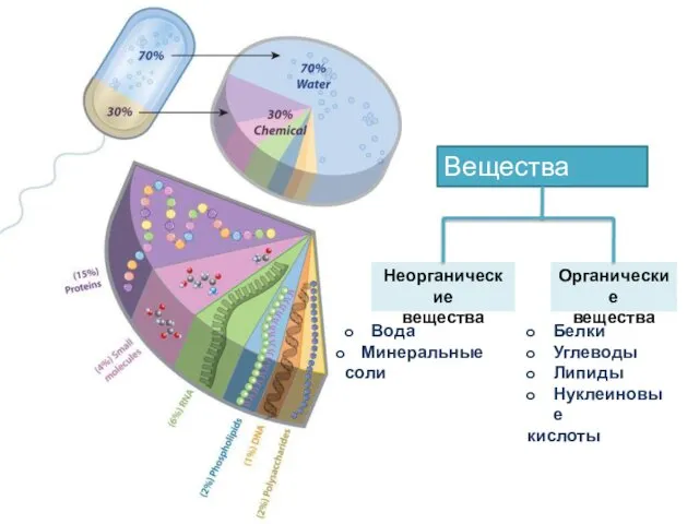 Вещества клетки Неорганические вещества Органические вещества Вода Минеральные соли Белки Углеводы Липиды Нуклеиновые кислоты