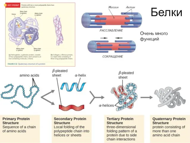 Белки Очень много функций