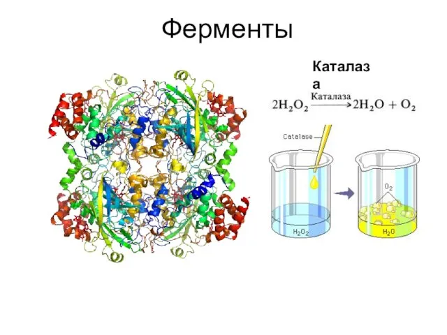 Ферменты Каталаза