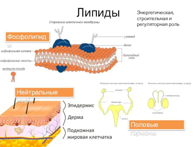 Липиды Фосфолипиды Нейтральные жиры Половые гормоны Энергетическая, строительная и регуляторная роль