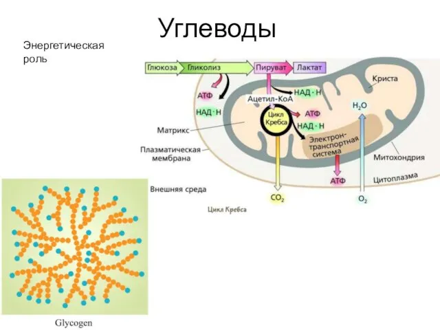 Углеводы Энергетическая роль