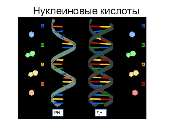 Нуклеиновые кислоты ДНК РНК