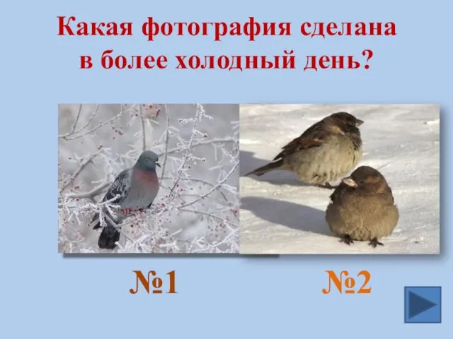 Какая фотография сделана в более холодный день? №1 №2