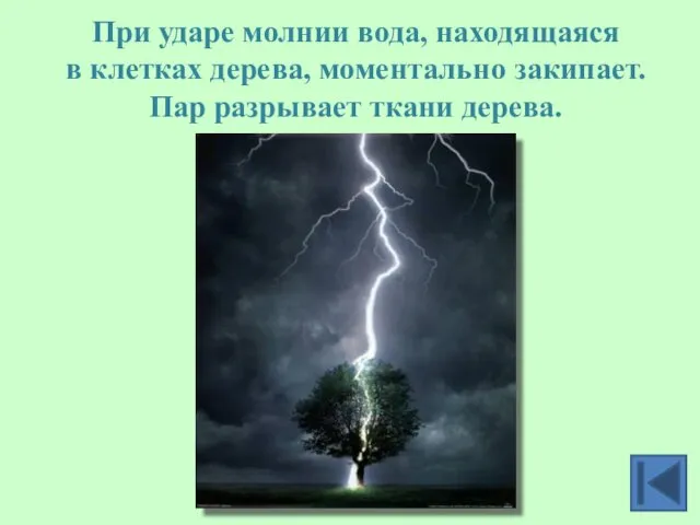 При ударе молнии вода, находящаяся в клетках дерева, моментально закипает. Пар разрывает ткани дерева.