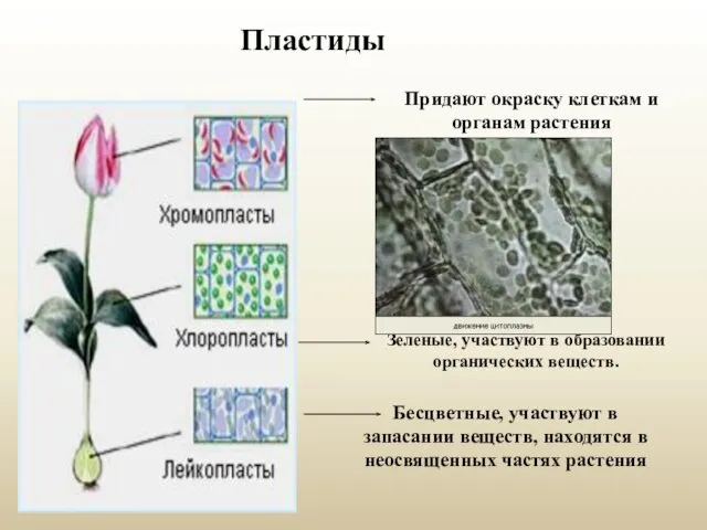 Пластиды Придают окраску клеткам и органам растения Бесцветные, участвуют в запасании