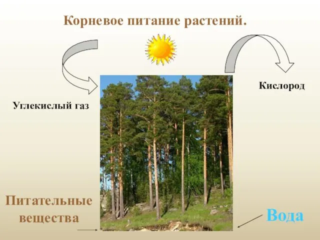 Корневое питание растений. Вода Питательные вещества Углекислый газ Кислород