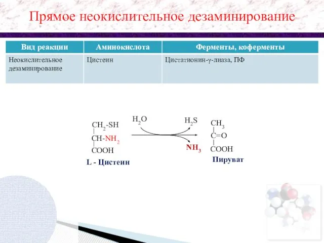 H2O L - Цистеин Пируват Прямое неокислительное дезаминирование H2S NH3