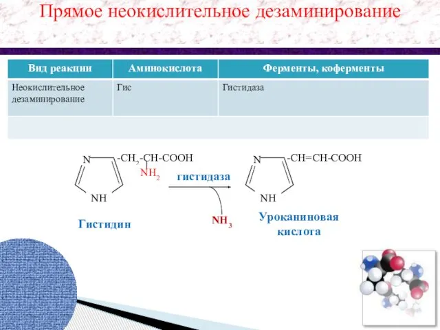 N NH -CH2-CH-COOH NH2 NH3 N NH -CH=CH-COOH гистидаза Прямое неокислительное дезаминирование Гистидин Уроканиновая кислота