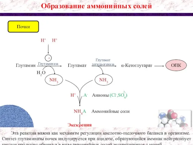 Образование аммонийных солей Глутамин Глутаминаза Глутамат NH3 H+ NH4A Аммонийные соли