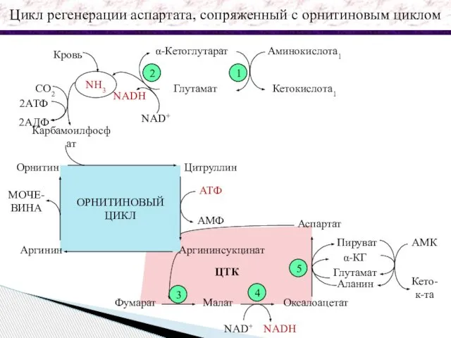 ОРНИТИНОВЫЙ ЦИКЛ Кровь NH3 СО2 2АДФ 2АТФ Карбамоилфосфат NADH NAD+ α-Кетоглутарат