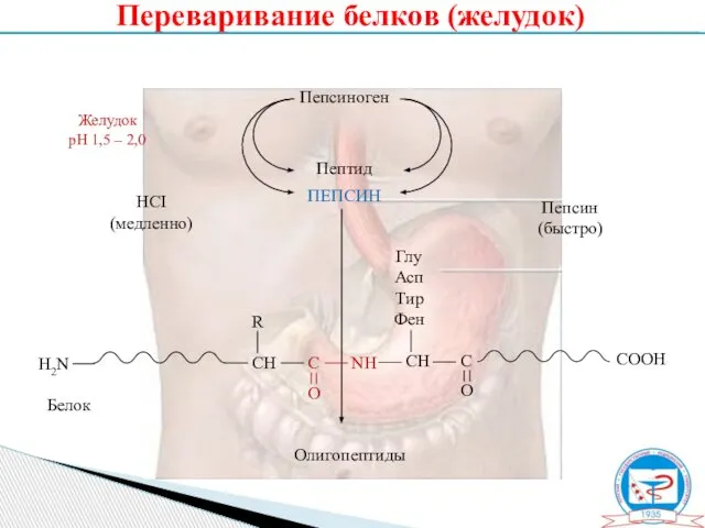 Пепсиноген Пептид ПЕПСИН Олигопептиды Желудок рН 1,5 – 2,0 HCI (медленно) Пепсин (быстро) Переваривание белков (желудок)