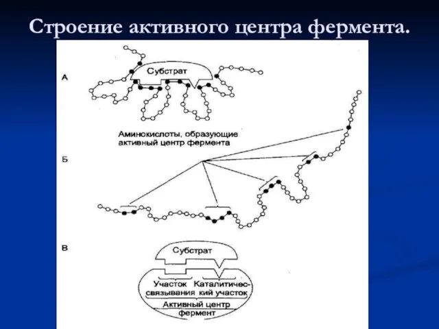 Строение активного центра фермента.