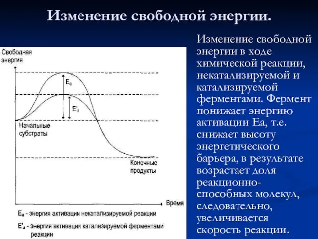 Изменение свободной энергии в ходе химической реакции, некатализируемой и катализируемой ферментами.