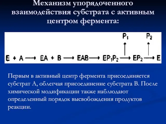 Механизм упорядоченного взаимодействия субстрата с активным центром фермента: Первым в активный