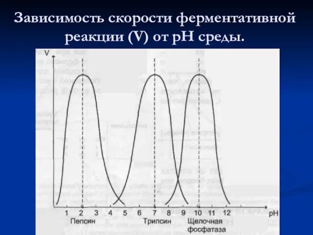 Зависимость скорости ферментативной реакции (V) от рН среды.