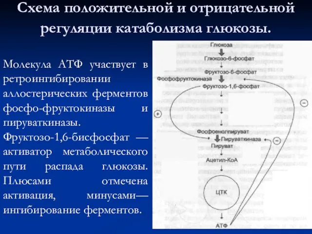 Схема положительной и отрицательной регуляции катаболизма глюкозы. Молекула АТФ участвует в