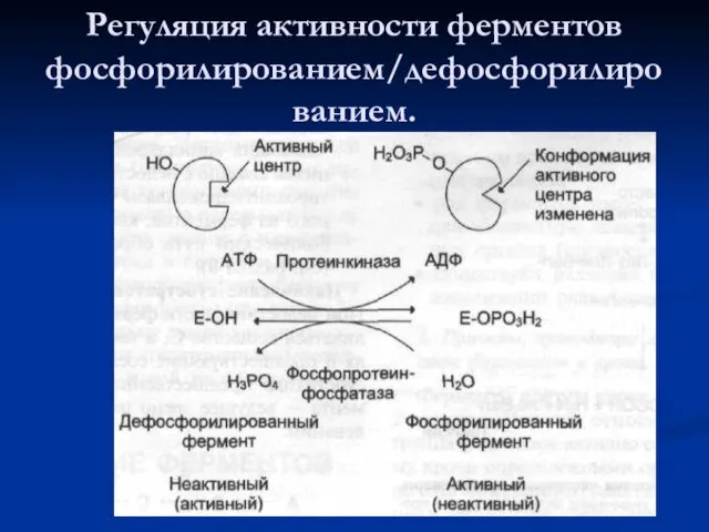 Регуляция активности ферментов фосфорилированием/дефосфорилированием.