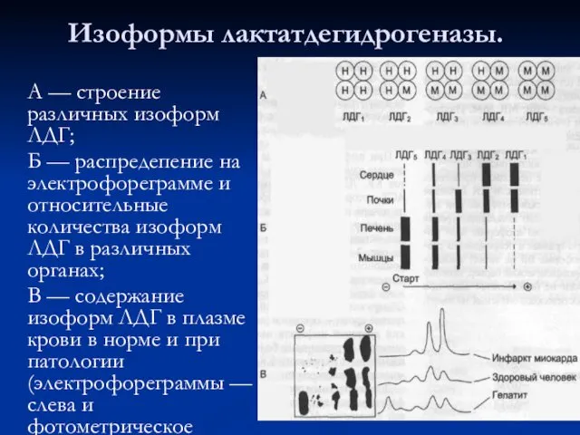 Изоформы лактатдегидрогеназы. А — строение различных изоформ ЛДГ; Б — распредепение