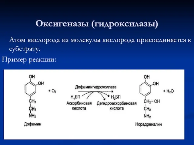 Оксигеназы (гидроксилазы) Атом кислорода из молекулы кислорода присоединяется к субстрату. Пример реакции: