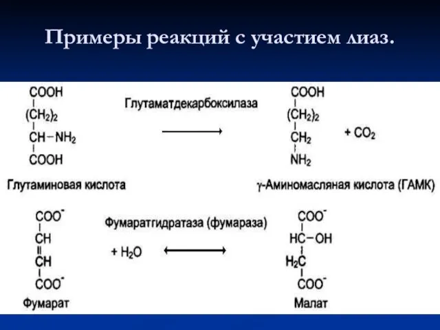 Примеры реакций с участием лиаз.