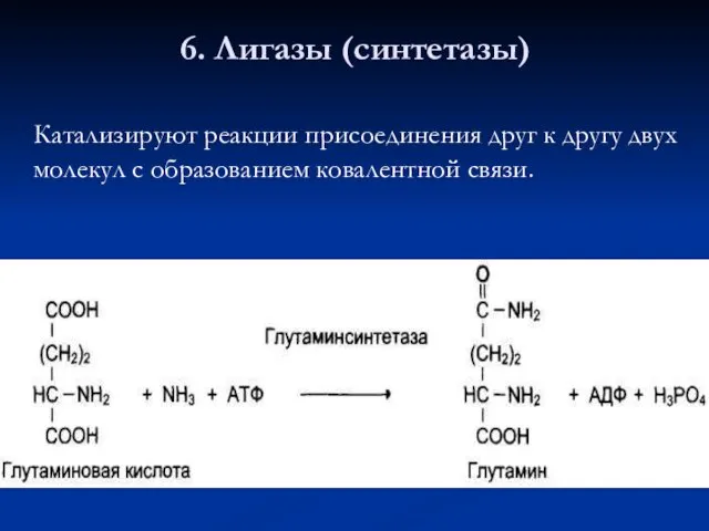 6. Лигазы (синтетазы) Катализируют реакции присоединения друг к другу двух молекул с образованием ковалентной связи.