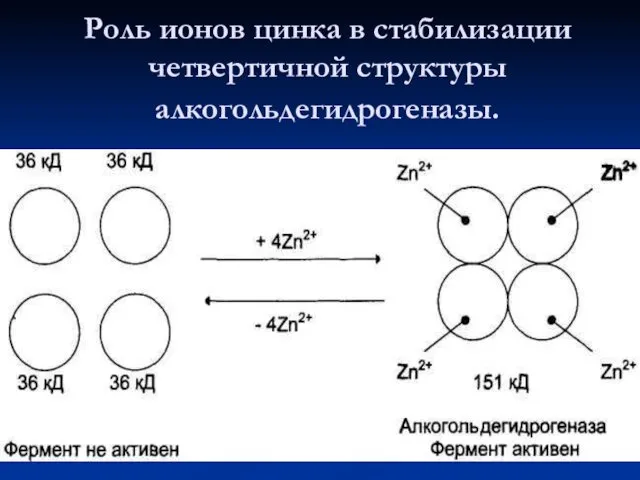 Роль ионов цинка в стабилизации четвертичной структуры алкогольдегидрогеназы.