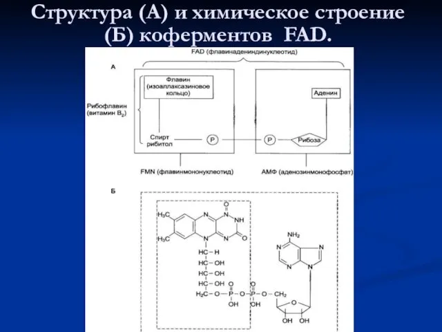 Структура (А) и химическое строение (Б) коферментов FAD.