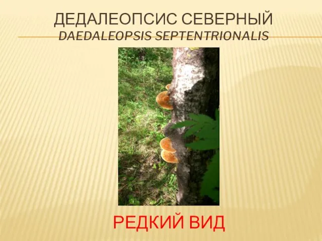 ДЕДАЛЕОПСИС СЕВЕРНЫЙ DAEDALEOPSIS SEPTENTRIONALIS РЕДКИЙ ВИД