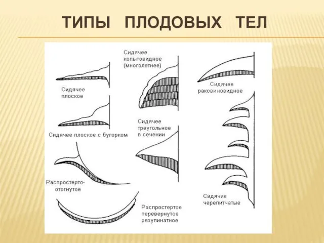 ТИПЫ ПЛОДОВЫХ ТЕЛ