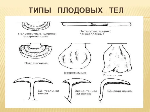 ТИПЫ ПЛОДОВЫХ ТЕЛ