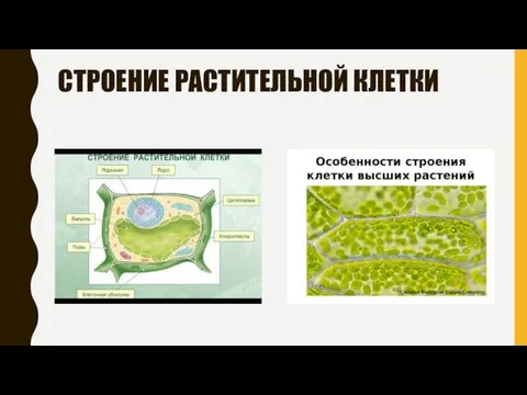 СТРОЕНИЕ РАСТИТЕЛЬНОЙ КЛЕТКИ