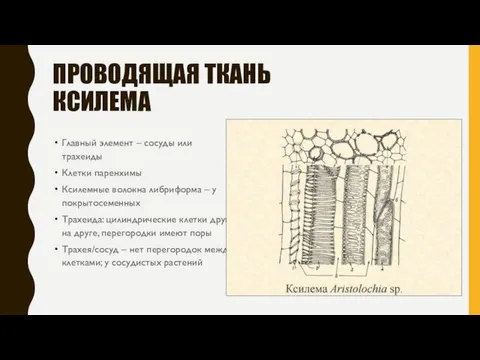 ПРОВОДЯЩАЯ ТКАНЬ КСИЛЕМА Главный элемент – сосуды или трахеиды Клетки паренхимы