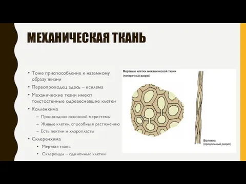 МЕХАНИЧЕСКАЯ ТКАНЬ Тоже приспособление к наземному образу жизни Первопроходец здесь –