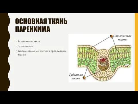 ОСНОВНАЯ ТКАНЬ ПАРЕНХИМА Ассимиляционная Запасающая Дополнительные клетки в проводящих тканях