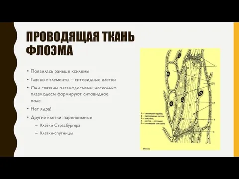 ПРОВОДЯЩАЯ ТКАНЬ ФЛОЭМА Появилась раньше ксилемы Главные элементы – ситовидные клетки