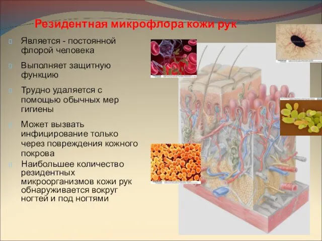 Резидентная микрофлора кожи рук Является - постоянной флорой человека Выполняет защитную