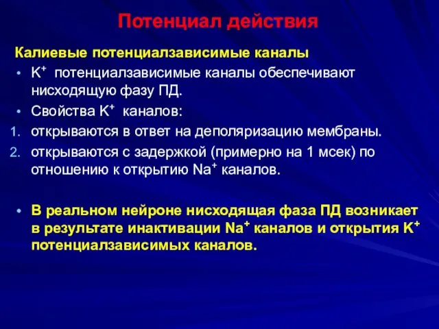 Потенциал действия Калиевые потенциалзависимые каналы K+ потенциалзависимые каналы обеспечивают нисходящую фазу