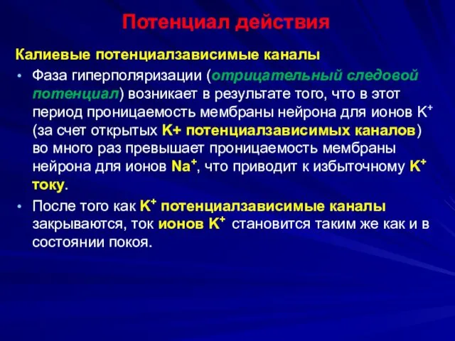 Потенциал действия Калиевые потенциалзависимые каналы Фаза гиперполяризации (отрицательный следовой потенциал) возникает