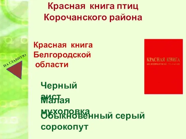 Черный аист Обыкновенный серый сорокопут Малая мухоловка Красная книга птиц Корочанского района Красная книга Белгородской области